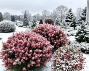 Sierheesters die Je Tuin Opfleuren in de Winter